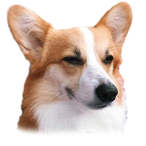 😉 Стикер «Corguage» для Telegram
