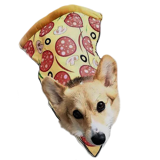 🍕 Стикер «Corguage» для Telegram