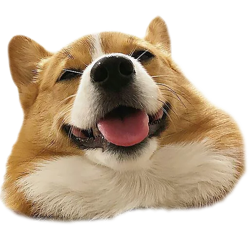 😏 Стикер «Corguage» для Telegram