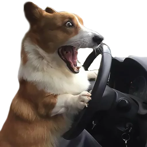 😱 Стикер «Corguage» для Telegram