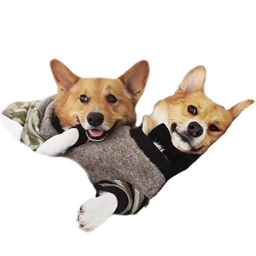 💑 Стикер «Corguage» для Telegram