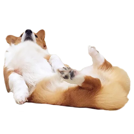 😴 Стикер «Corguage» для Telegram