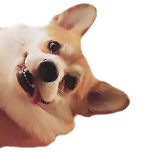 😛 Стикер «Corguage» для Telegram