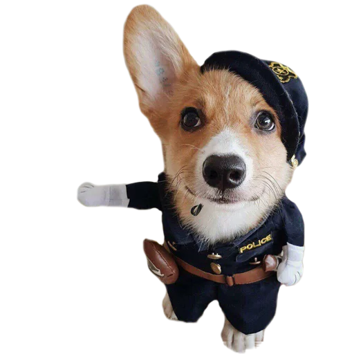👮‍♀️ Стикер «Corguage» для Telegram
