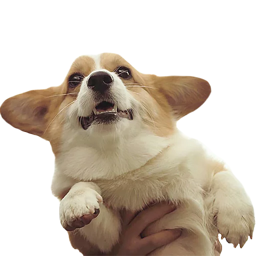 😧 Стикер «Corguage» для Telegram