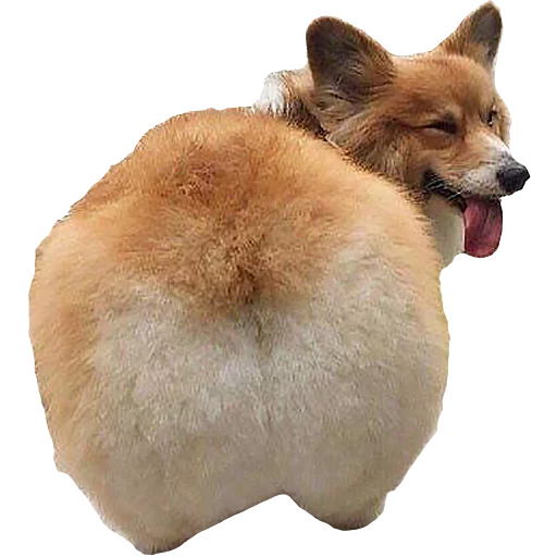 🍑 Стикер «Corguage» для Telegram