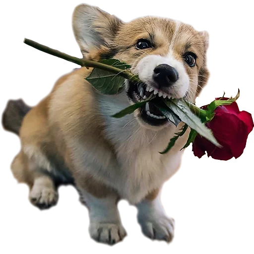 🌹 Стикер «Corguage» для Telegram