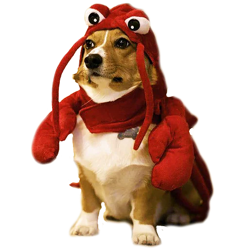 🦞 Стикер «Corguage» для Telegram
