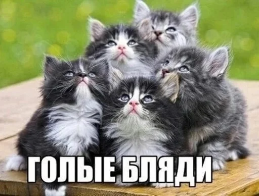 😳 Стикер «STИКЕРЫ-XYИКЕРЫ vol.1» для Telegram