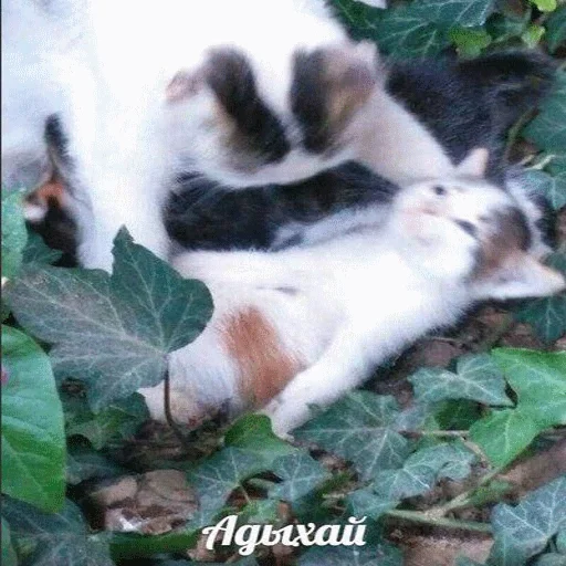 😴 Стикер «STИКЕРЫ-XYИКЕРЫ vol.1» для Telegram