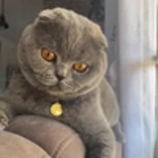 🤩 Эмодзи «Котиксы» для Telegram