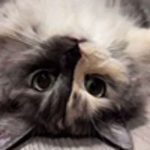 🤩 Эмодзи «Котиксы» для Telegram