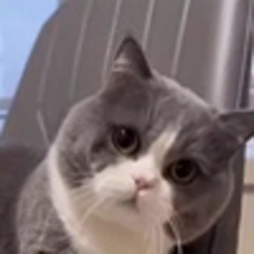 🤩 Эмодзи «Котиксы» для Telegram