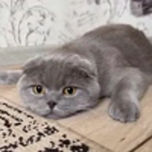 🤩 Эмодзи «Котиксы» для Telegram