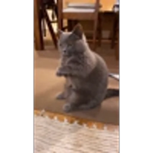 🤩 Эмодзи «Котиксы» для Telegram