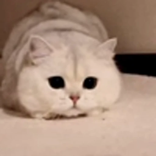 🤩 Эмодзи «Котиксы» для Telegram