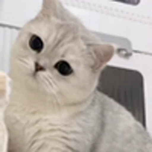 🤩 Эмодзи «Котиксы» для Telegram