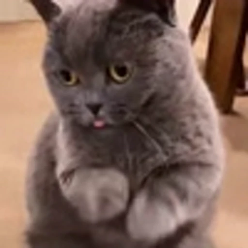 🤩 Эмодзи «Котиксы» для Telegram