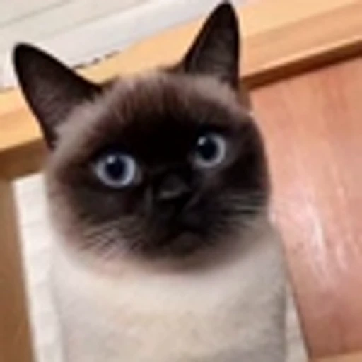 🤩 Эмодзи «Котиксы» для Telegram