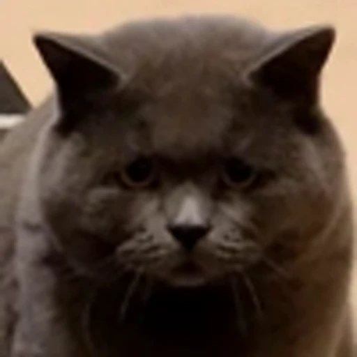 🤩 Эмодзи «Котиксы» для Telegram