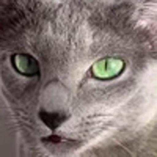 🤩 Эмодзи «Котиксы» для Telegram