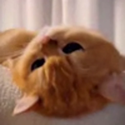 🤩 Эмодзи «Котиксы» для Telegram