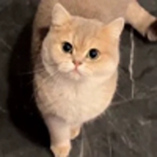 🤩 Эмодзи «Котиксы» для Telegram