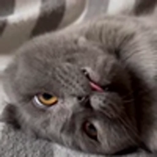 🤩 Эмодзи «Котиксы» для Telegram