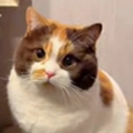 🤩 Эмодзи «Котиксы» для Telegram