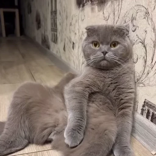 🤩 Стикер «Котиксы» для Telegram