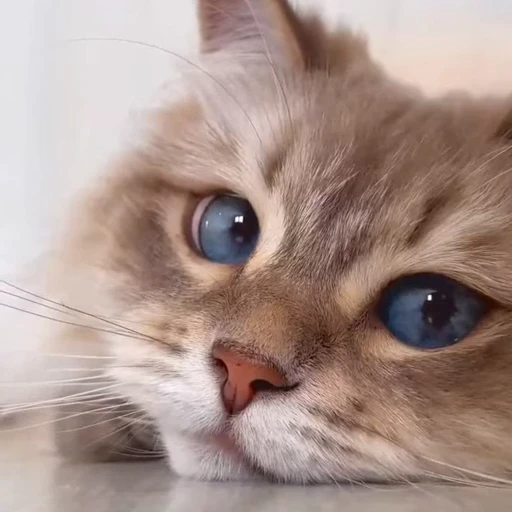 🤩 Стикер «Котиксы» для Telegram