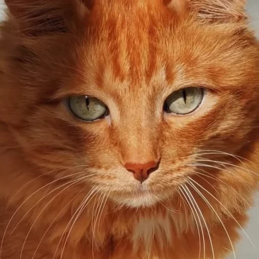 🤩 Стикер «Котиксы» для Telegram
