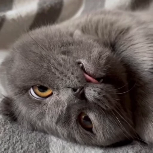 🤩 Стикер «Котиксы» для Telegram