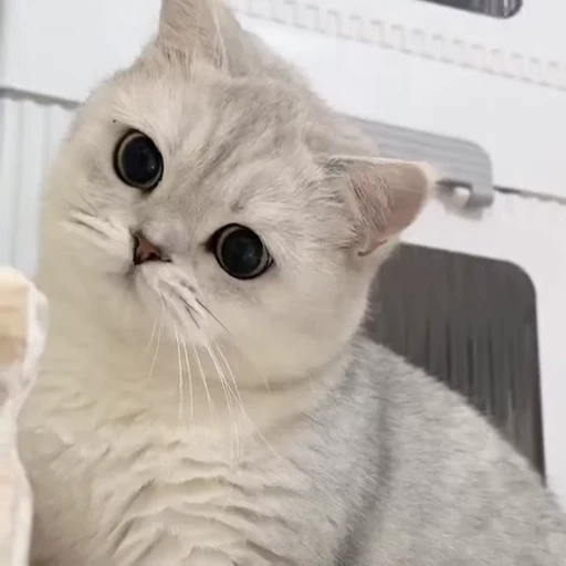 🤩 Стикер «Котиксы» для Telegram