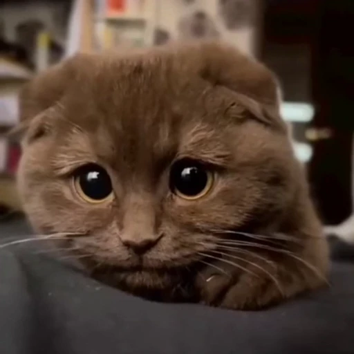 🤩 Стикер «Котиксы» для Telegram