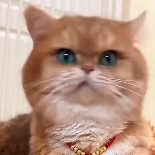 Стикерпак Котиксы для Telegram