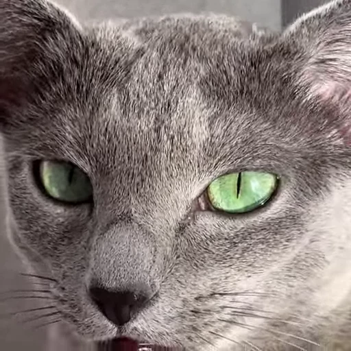 🤩 Стикер «Котиксы» для Telegram