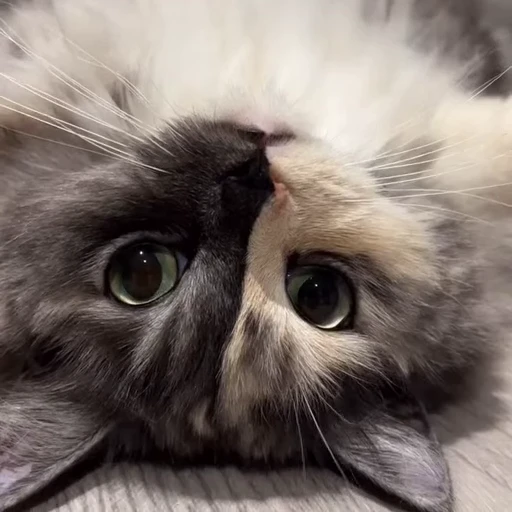 🤩 Стикер «Котиксы» для Telegram