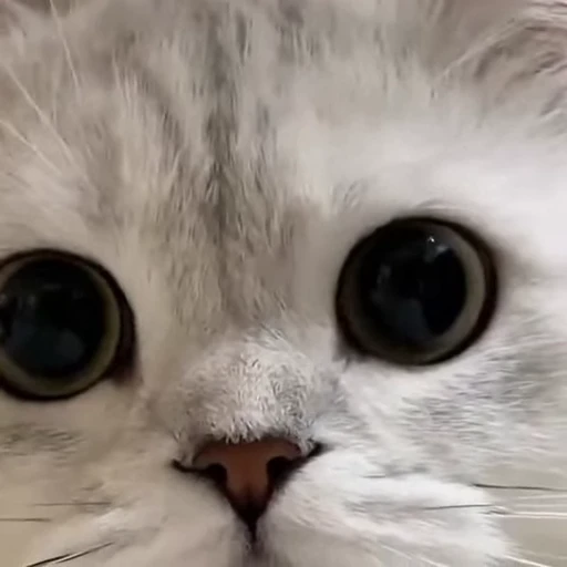 🤩 Стикер «Котиксы» для Telegram