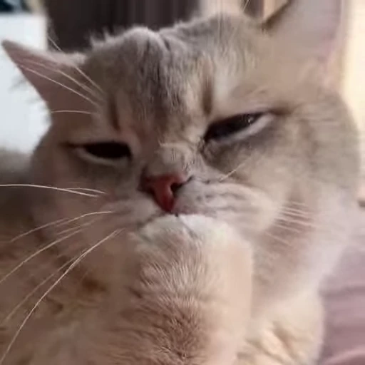 🤩 Стикер «Котиксы» для Telegram