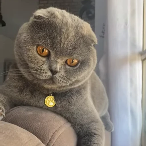 🤩 Стикер «Котиксы» для Telegram