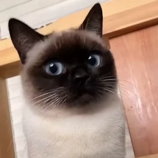 🤩 Стикер «Котиксы» для Telegram