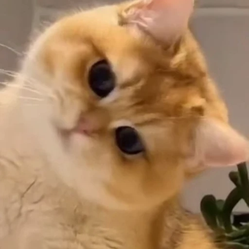 🤩 Стикер «Котиксы» для Telegram