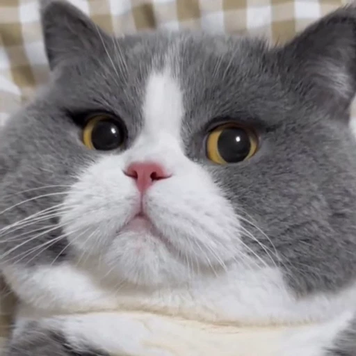 🤩 Стикер «Котиксы» для Telegram