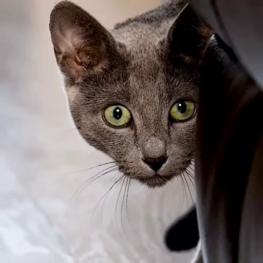 🤩 Стикер «Котиксы» для Telegram