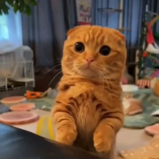 🤩 Стикер «Котиксы» для Telegram