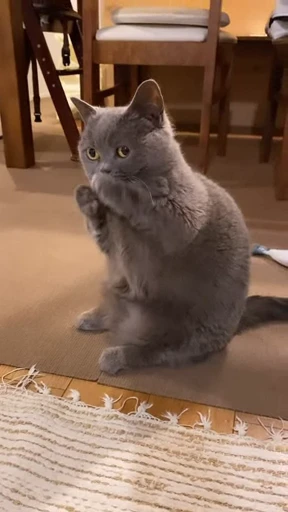 🤩 Стикер «Котиксы» для Telegram