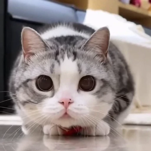 🤩 Стикер «Котиксы» для Telegram