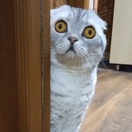 🤩 Стикер «Котиксы» для Telegram