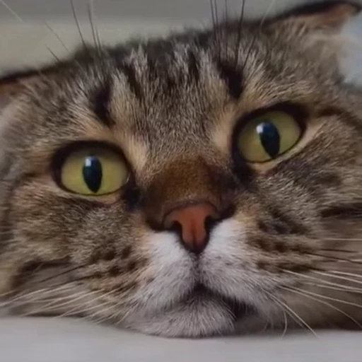 🤩 Стикер «Котиксы» для Telegram